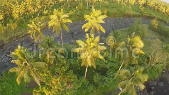 日落时分马永火山脚下的棕榈丛林菲律宾视频的预览图
