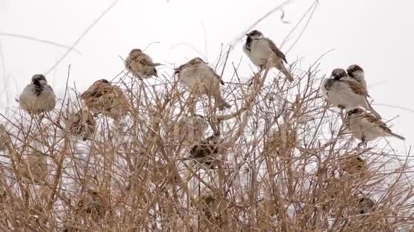 麻雀坐在灌木的树枝上城市公园的冬季视频的预览图