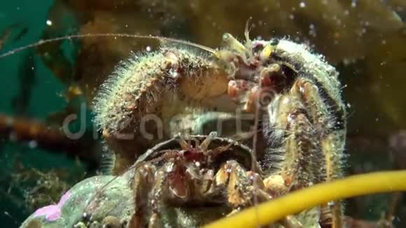 在巴伦支海水下寻找食物的癌症隐士视频的预览图