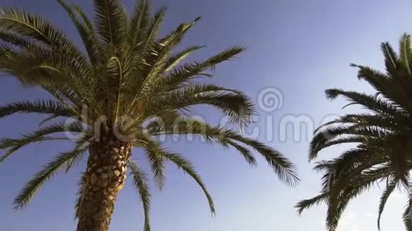 以太阳为背景的蓝天为背景的绿色异国棕榈树的底部景色视频的预览图