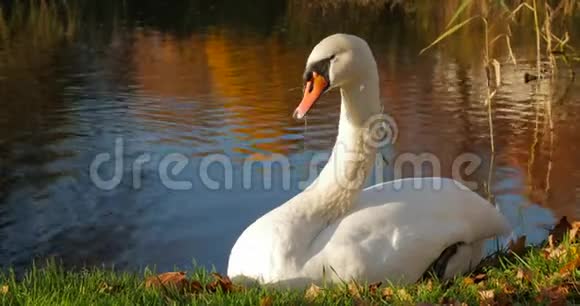 白天鹅坐在池塘的岸边秋天的阳光视频的预览图