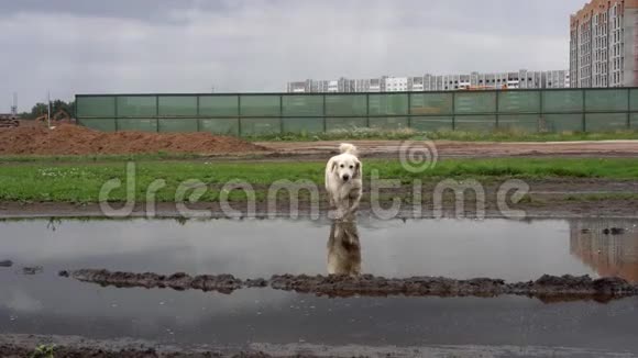 有趣的视频一只漂亮的纯种狗高兴地躺在泥泞的水坑里视频的预览图