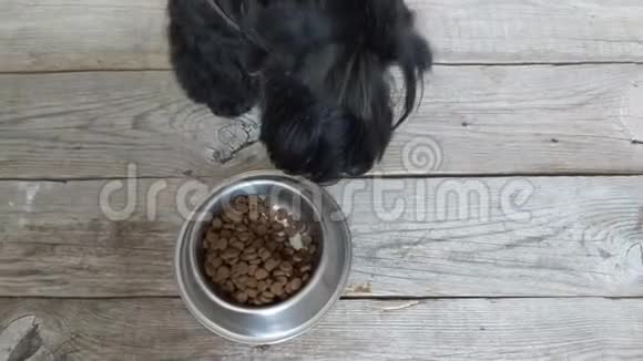 狗粮概念狗吃碗里的干粮视频的预览图