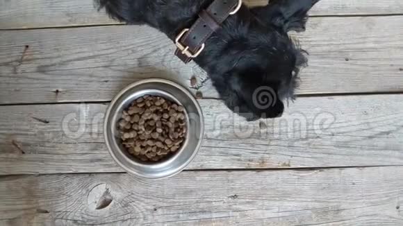 狗粮概念狗吃碗里的干粮视频的预览图
