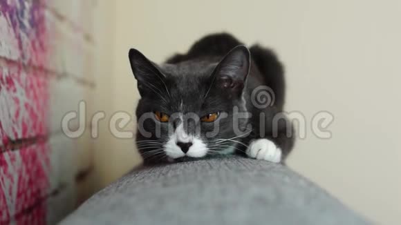 坐在沙发后面的灰猫视频的预览图