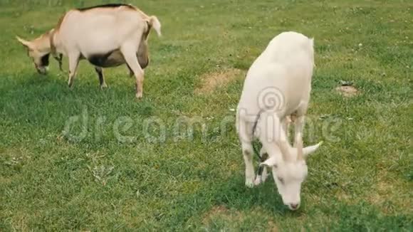 农场里的一只白山羊吃草喂食时间视频的预览图