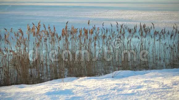 冬天在大自然中草在湖的海岸上视频的预览图