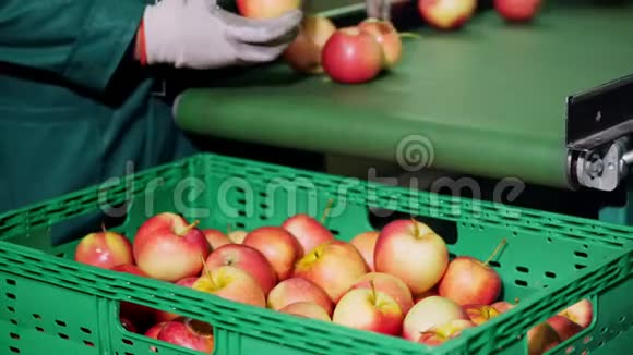 在一家苹果加工厂戴手套的工人对苹果进行分类成熟的苹果按大小和颜色分类然后包装视频的预览图