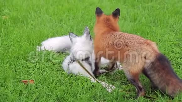 两只小狐狸在公园的草地上打架视频的预览图