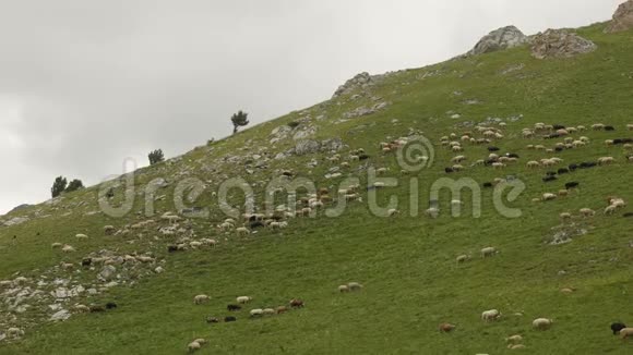 在山坡上放牧羊群视频的预览图