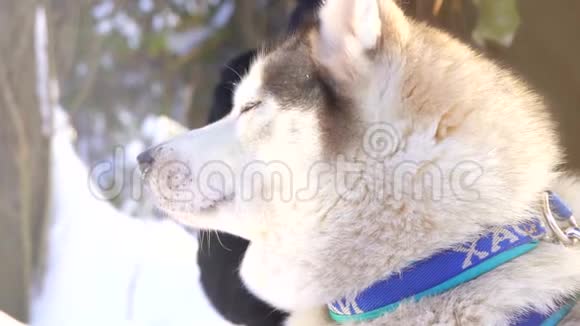 西伯利亚哈士奇狗在阳光明媚的冬日视频的预览图