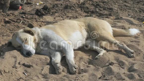 狗躺在沙滩上休息视频的预览图