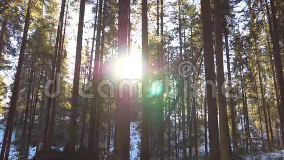 清晨阳光从树上射穿冬天温暖的阳光照亮植物美丽美丽视频的预览图