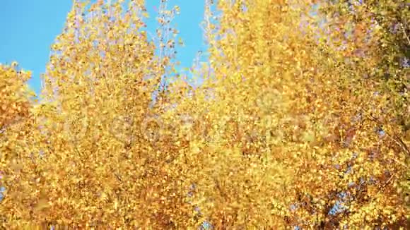 黄树在蓝天背景下叶子视频的预览图