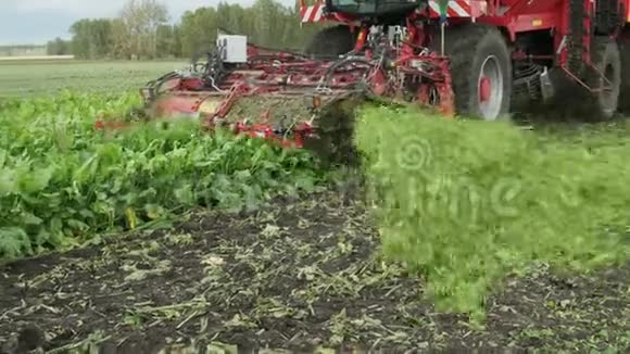 在秋季季节结束的晴天在荷兰的一块田里机械化收获甜菜视频的预览图