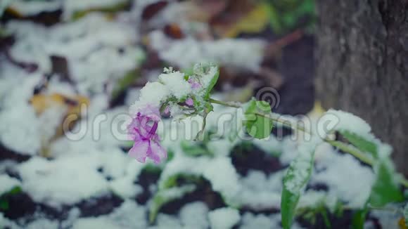 清新的花朵在大风和雪的特写视频的预览图