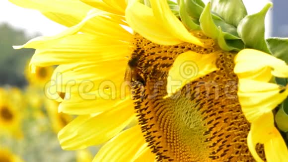 带蜜蜂的向日葵视频的预览图