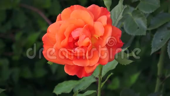 一朵明亮的橙色玫瑰花和叶子视频的预览图