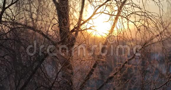 桦树枝初霜的阳光明媚的早晨视频的预览图