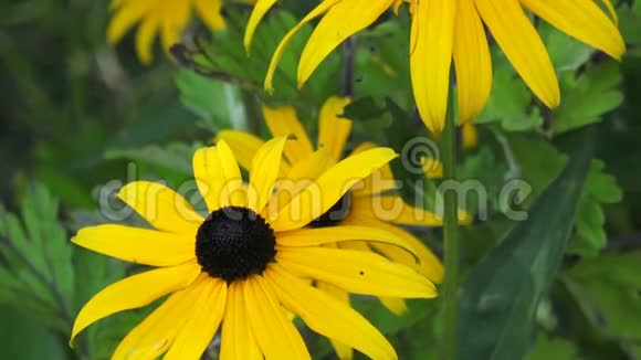 黄色的RudbeckiaFulgida花园里的花视频的预览图