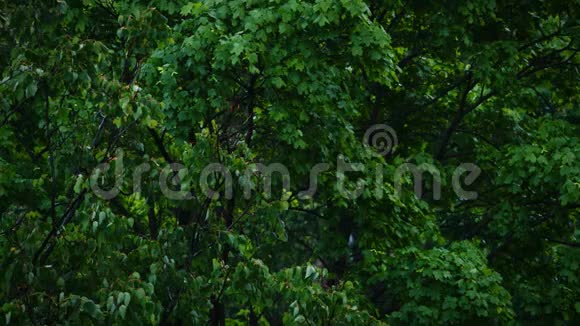 雨中树木绿叶的景色视频的预览图