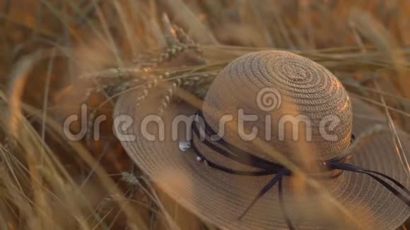 日落时一只草汉躺在小麦上收获概念夏季结束视频的预览图