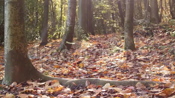 人走过秋天的森林在邋遢的动作视频的预览图