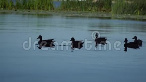 水禽鸭在河面游泳视频的预览图