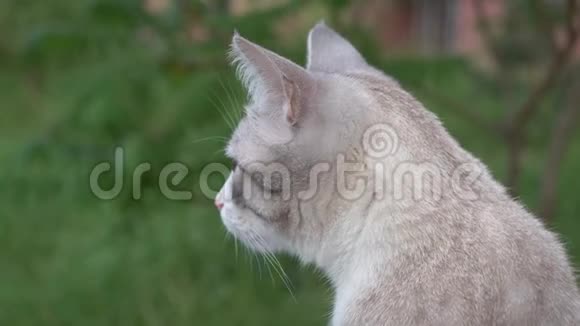 一只年轻漂亮的金发猫的肖像视频的预览图
