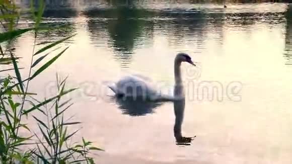 日落时漂浮在湖中的天鹅视频的预览图