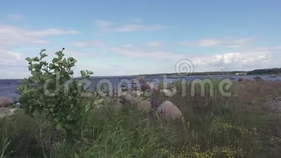 镜头移动着生长在芬兰海湾石质海岸的树木和花朵视频的预览图