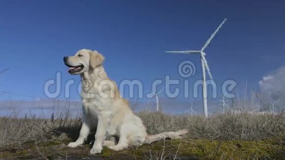 猎犬和风车视频的预览图