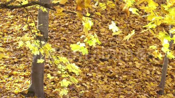 秋天公园有黄色的枫树视频的预览图