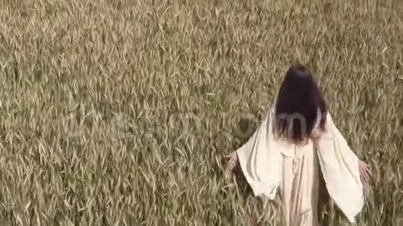 后观年轻女子走过麦田触摸一颗麦子耀光夕阳盛夏时节医生视频的预览图