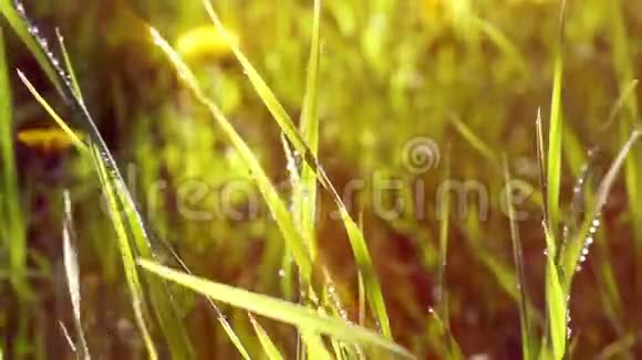 夏天绿草如茵雨滴太阳是闪闪发光的绿色的草雨滴太阳是闪亮的视频的预览图