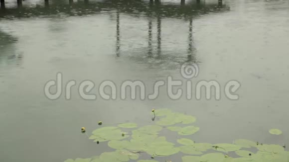雨落在水池里有睡莲的叶子视频的预览图
