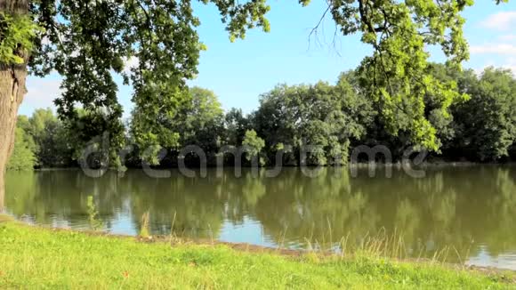 小池塘旁边的树视频的预览图