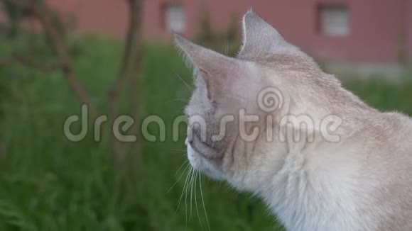 一只年轻漂亮的金发猫的肖像视频的预览图