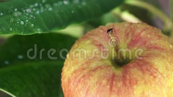 美丽的绿色苹果有水滴视频的预览图