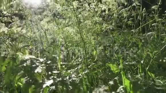 科植物夏季开花的角藻草药用野生植物用Stealicam移动相机视频的预览图