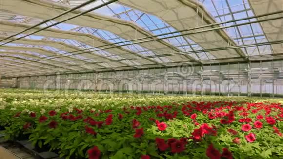 用于种植花卉的大型现代化温室现代自动玻璃屋顶的温室背景视频的预览图