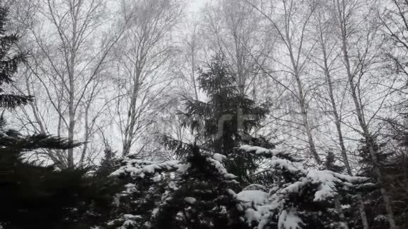 白雪覆盖的树木视频的预览图