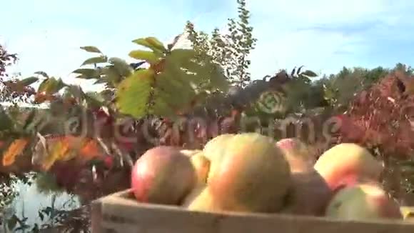秋天的水果和蔬菜在水边视频的预览图