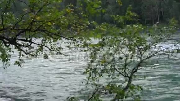一棵树的枝干是在一条快山河的背景下听到的视频的预览图