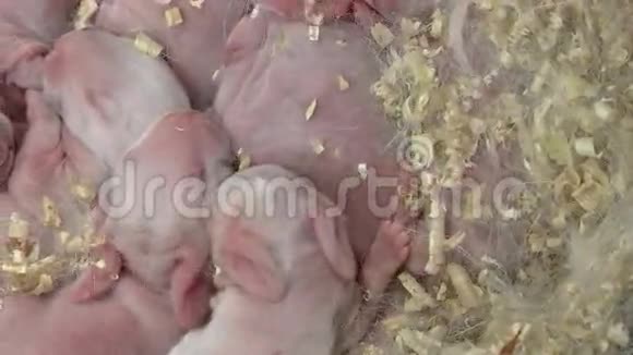 巢中的新生婴儿兔视频的预览图