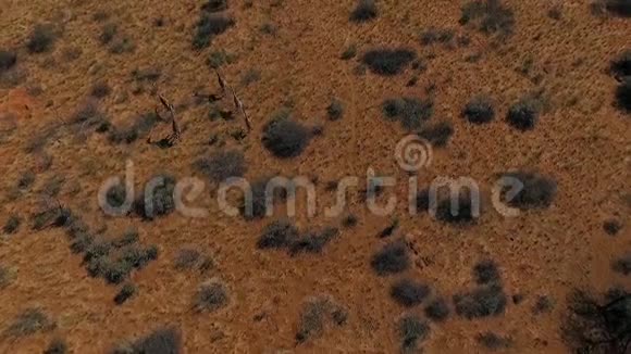 一群长颈鹿跑过大草原视频的预览图