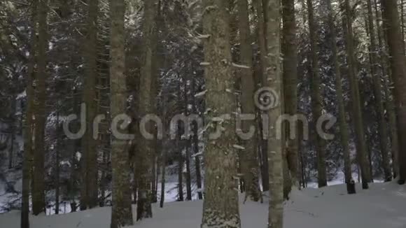 清晨漫步云杉林山里的冬天视频的预览图