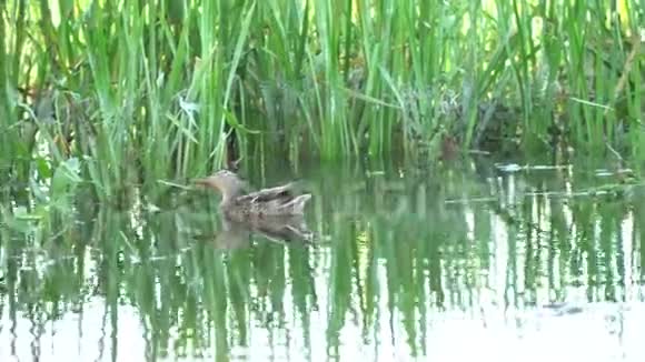 水禽鸭在河面游泳视频的预览图
