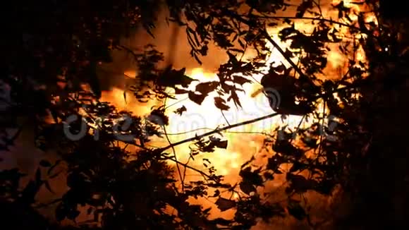 丛林火区夜间燃烧大量烟雾上升到空中树的轮廓火焰照亮了视频的预览图
