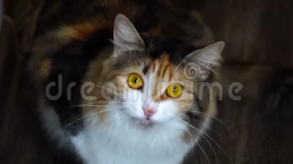 接近美女猫咆哮野黄的眼睛视频的预览图